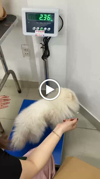 Hình ảnh Day Grooming - Petshop & Tiệm Spa Chó Mèo Quận Gò Vấp - 2