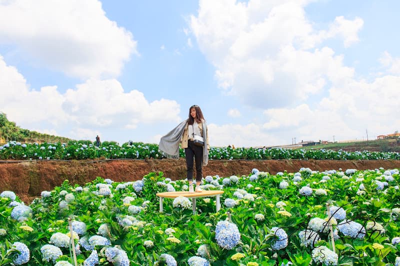 Hình ảnh Vườn Hoa Cẩm Tú Cầu - 5
