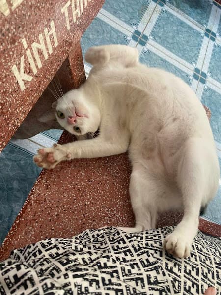 Ảnh bìa Răng Sún Pet Shop - Thức ăn thú cưng