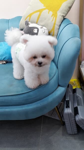 Hình ảnh Cắt Tỉa Lông Chó Mèo - KIMI PET Grooming Salon - 2