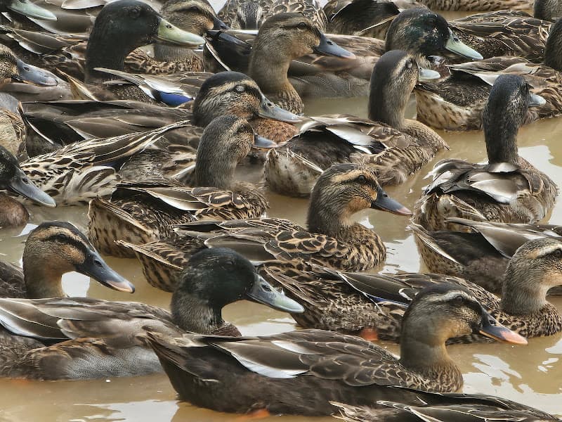 Hình ảnh Nhà hàng vịt trời Liêm Đào - 3