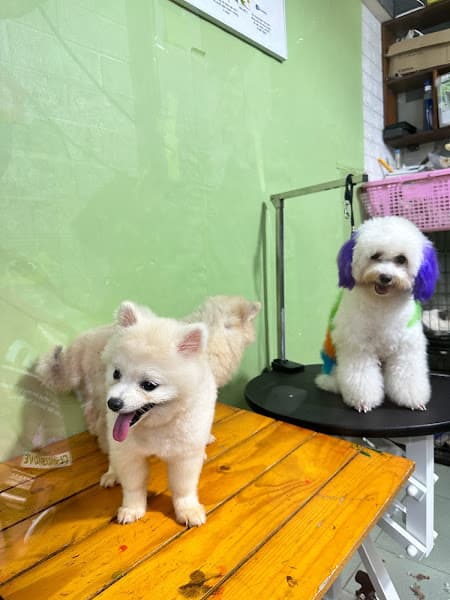 Hình ảnh PHÒNG KHÁM THÚ Y PHƯƠNG GIAO - 2