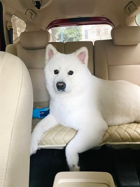 Hình ảnh Chipu Pet - Dịch vụ chăm sóc thú cưng Hải Phòng - 3