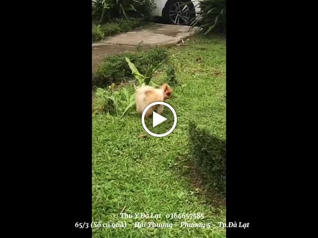 Hình ảnh Phòng Khám Thú Y Đà Lạt - 4