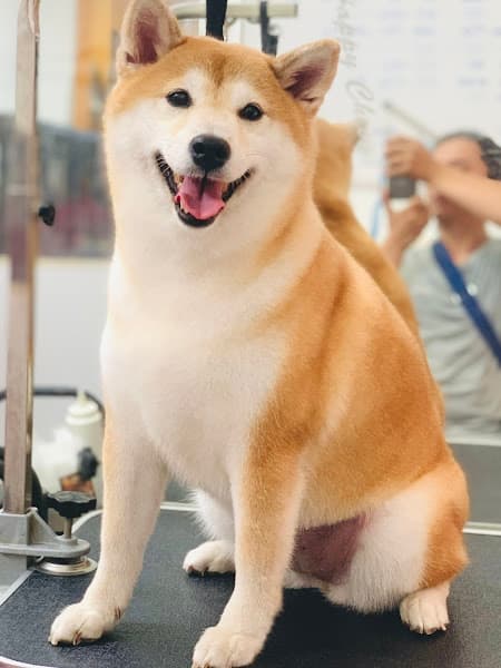 Hình ảnh Oscar Pet Shop-cắt tỉa lông chó mèo - 3