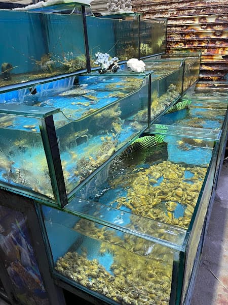 Hình ảnh Hải Sản Sóc Biển - 2