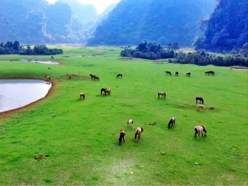 Ảnh bìa Thảo nguyên Đồng Lâm