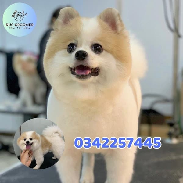 Hình ảnh Đức Groomer Pet Spa - 4