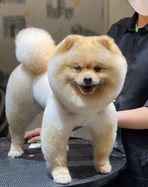 Hình ảnh Tiệm chăm sóc thú cưng Bắp Lùn - 2