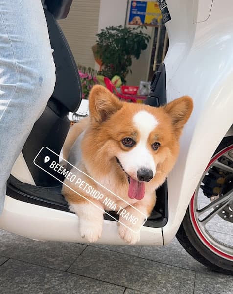 Hình ảnh BeeMeoPetShop - 2