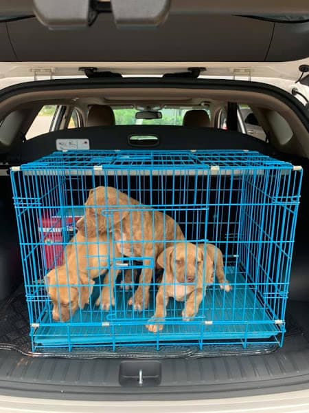 Hình ảnh phòng khám thú y Liên Nghĩa - Đức Trọng - 2