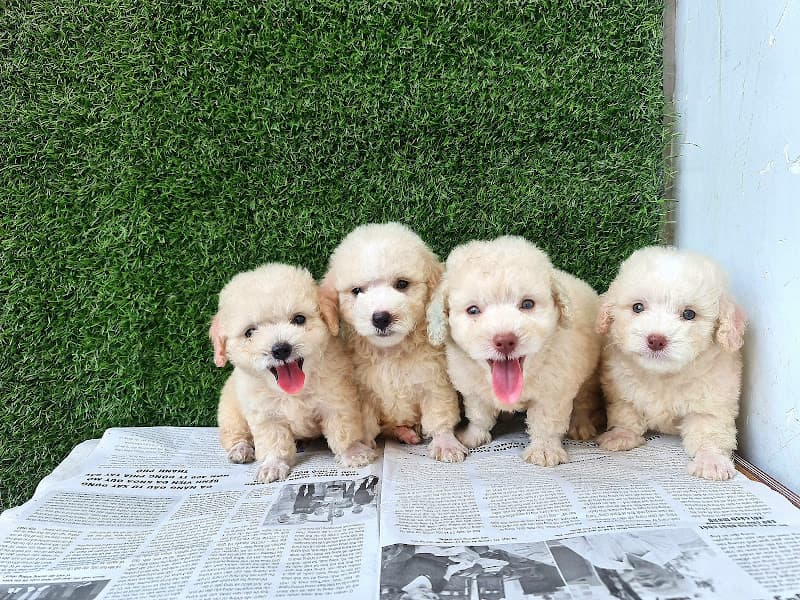 Hình ảnh Petshop chó cảnh đà nẵng - 3