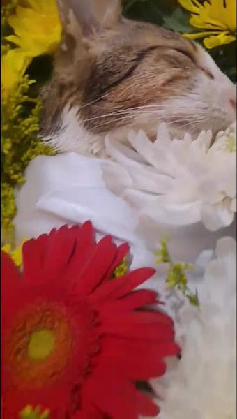 Hình ảnh Dịch Vụ Hoả Táng Chó Mèo, Thú Cưng Kami - 2