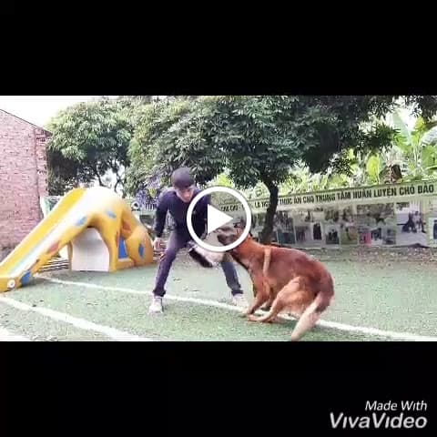 Hình ảnh Trung tâm huấn luyện chó bảo vệ đồng cỏ Bắc Ninh - 2