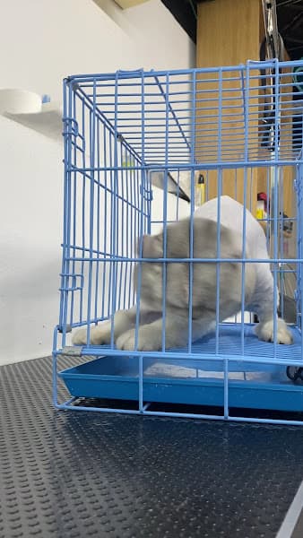 Hình ảnh PET TÈ LÈ NHÈ - 4