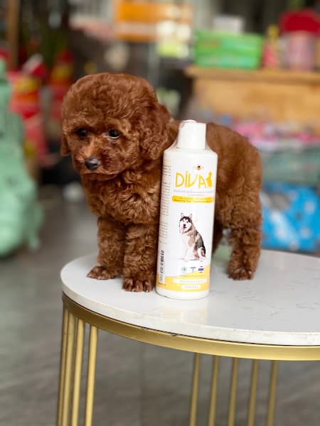 Mua bán chó mèo BMT - Chăm sóc thú cưng BMT PET