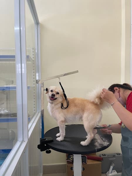 Ảnh bìa PUMI Petshop