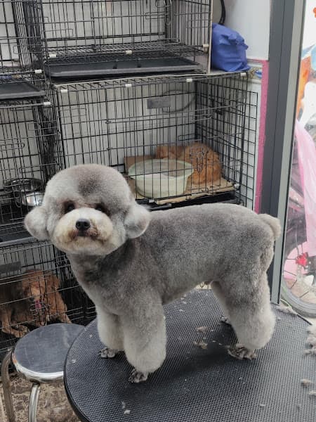 PET CƯNG - Cắt tỉa lông chó mèo (Hoàng Xuân Nhị)