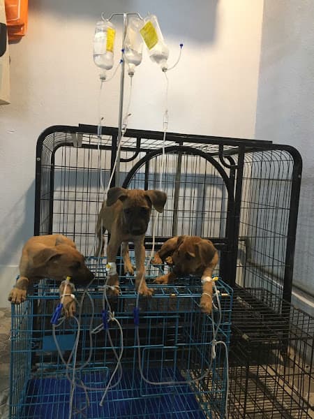 Hình ảnh PHÒNG KHÁM THÚ Y THUỐC THÚ Y NGA ANH PHÁT - 3