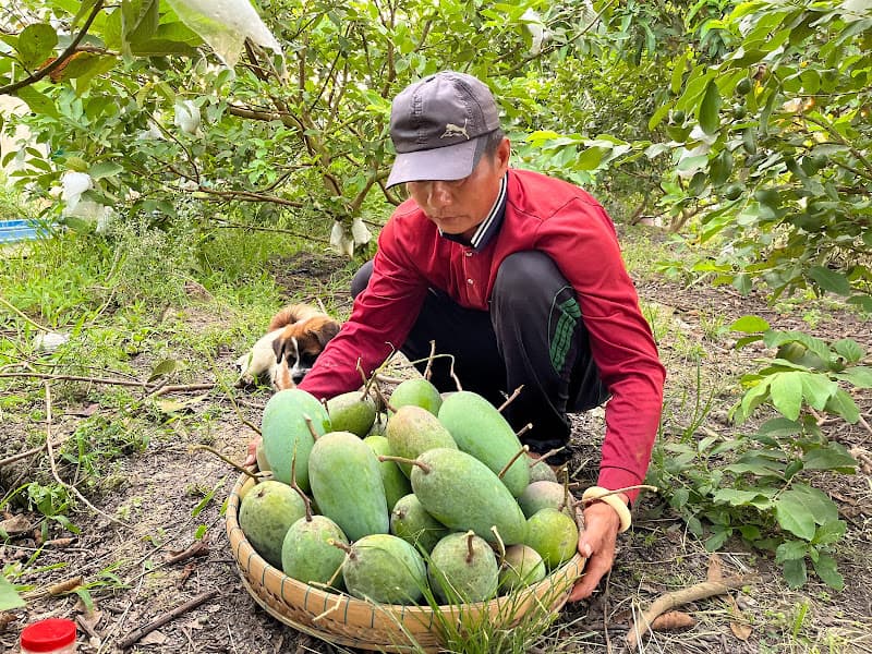 Hình ảnh VƯỜN TRÁI CÂY CÔ MỸ - 5