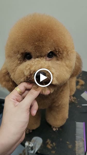 Hình ảnh Petsion - Khách sạn chó mèo. Tắm, cắt, làm đẹp thú cưng quận 3 - 2