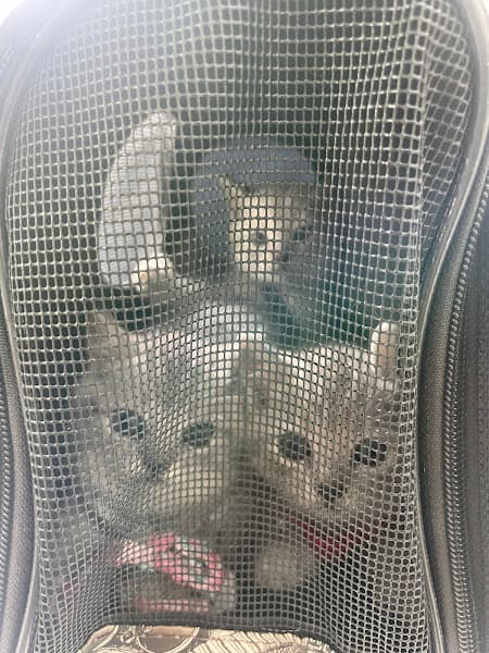 Hình ảnh Phòng Khám Thú Y T8 PET - 3