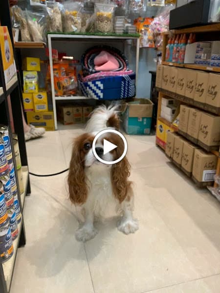 Hình ảnh Pet Smile ‍ Shop - 3