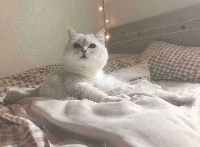 Hình ảnh Mèo Nuôi Mèo Petshop - 3