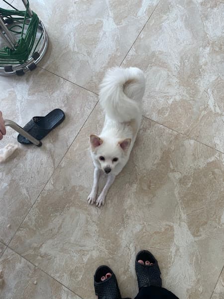 Hình ảnh Bệnh Viện Thú ý Pet+ thị xã phú thọ - 4