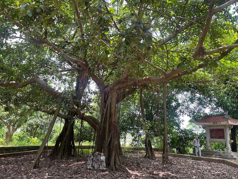 Hình ảnh Cây đa Bác Hồ - 2