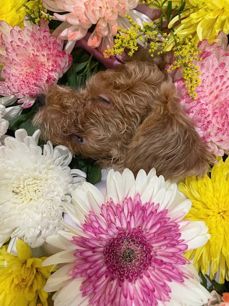 Dịch Vụ Hoả Táng Chó Mèo, Thú Cưng Kami