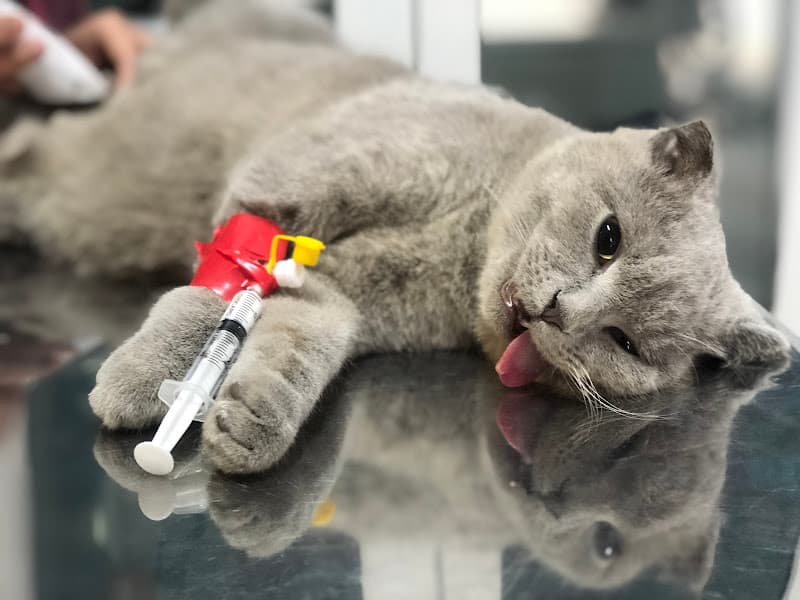 Hình ảnh Phòng Khám Thú Y Thuỷ Nguyên - 5