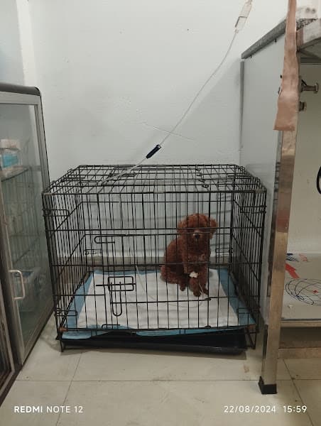 Hình ảnh TRUNG TÂM CHĂM SÓC THÚ CƯNG HÒA THÂN - 4