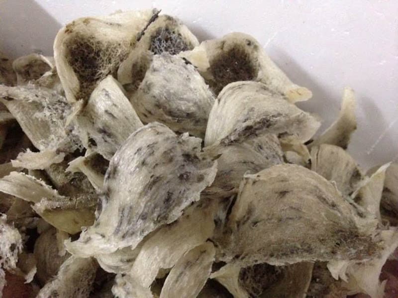 Hình ảnh Yến Sào Thu Ngân - 5