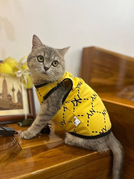 Hình ảnh THƠM tiệm làm đẹp thú cưng - 3