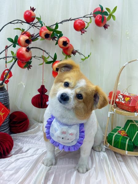 Hình ảnh Happy Pet - 3