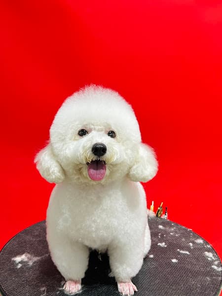 Hình ảnh MITA SPA & PET SHOP ( Tỉa Lông Thú Cưng ) - 3