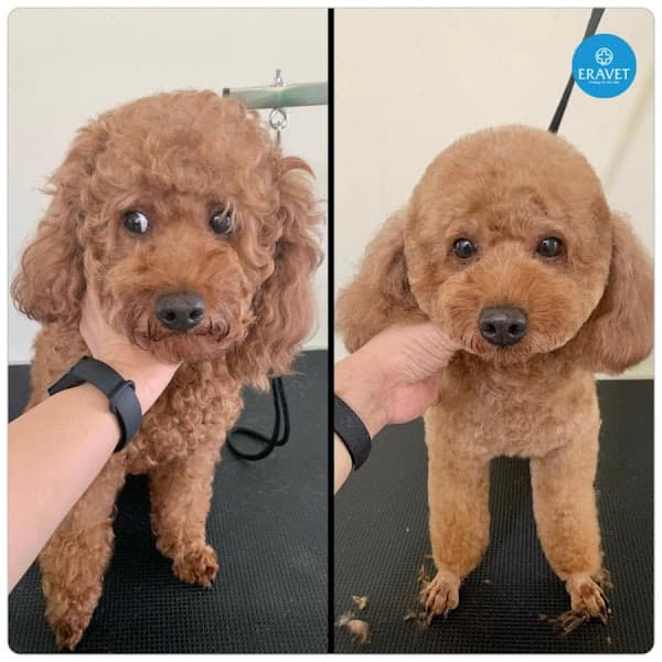 Hình ảnh Bệnh viện thú y EraVet - Văn Cao - 10