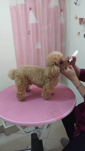 Hình ảnh Beauty Pet Shop - 2