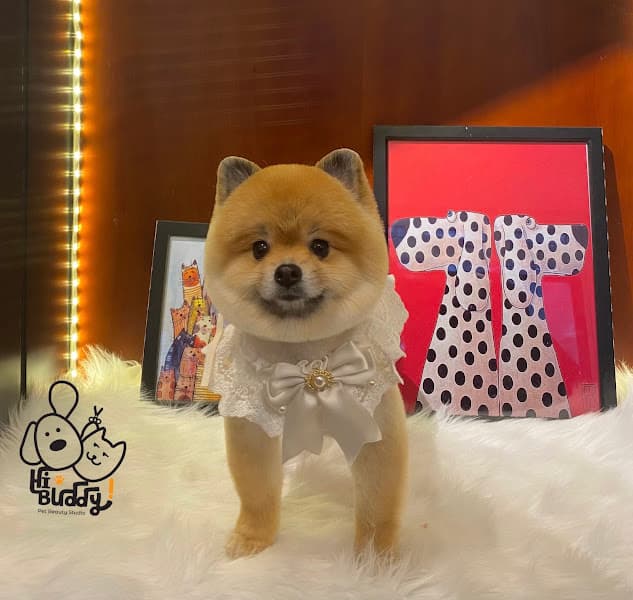 Hình ảnh Hi-Buddy Pet Spa Đà Lạt - Tiệm Làm Đẹp Thú Cưng - 2