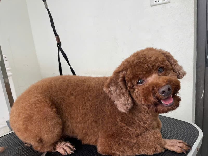 Cami pet - Spa & Pet shop