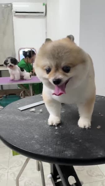 Hình ảnh Bệnh Viện Thú Y PetHealth Hải Phòng - 3