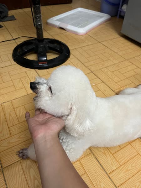 Hình ảnh Meo Pet Shop - 2