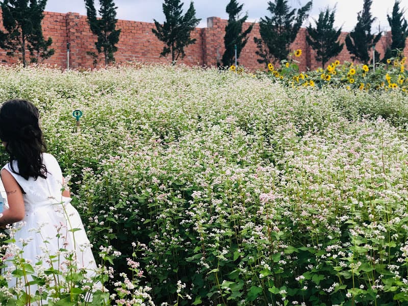 Hình ảnh Vườn hoa cải trắng - hướng dương - 2