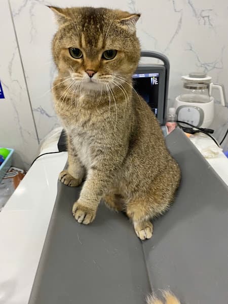 Hình ảnh Phòng Khám Thú Y Pidian Pet Care Bác Sĩ Diễm - 4