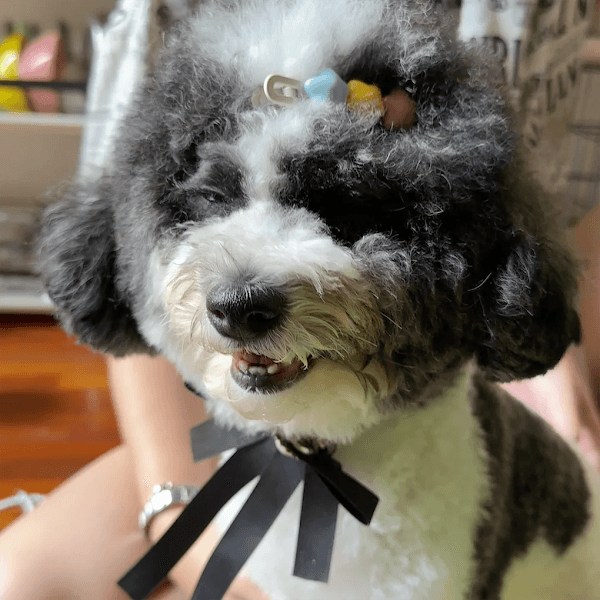 Hình ảnh Thú Cưng Kokopet - 5