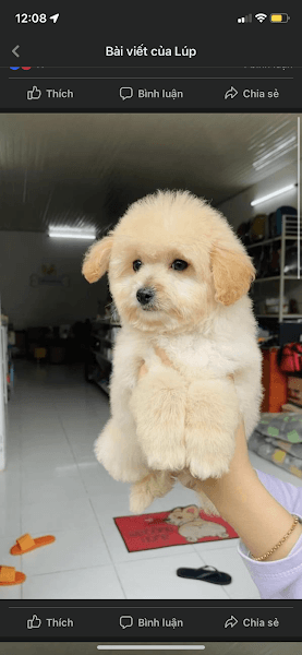 Hình ảnh Lup Pet Shop - 3