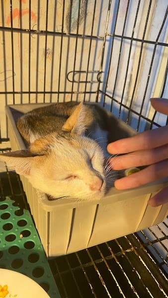 Ảnh bìa Phòng khám thú y Nguyễn Văn Cừ