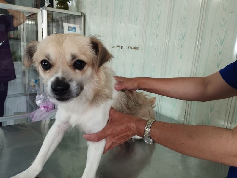 Hình ảnh Phòng mạch thú y Sơn Trinh - 3