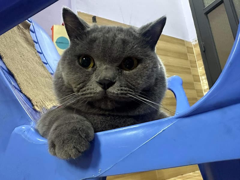 Hình ảnh Buu Pet House- Phụ kiện thú cưng Mèo online kho Đồng Nai - 5